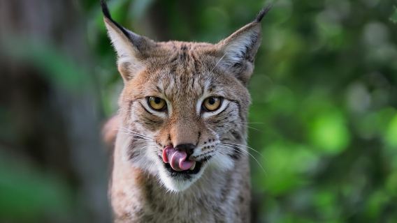 Stockholm: Eintrittskarte für das Freilichtmuseum Skansen
