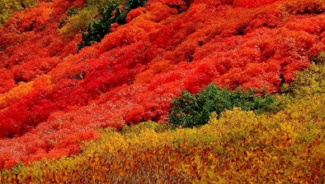 日本小樽運河+大正硝子館【中文司機/可訂多日】