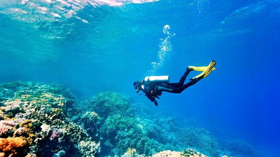 TürkeiAlanyaTauchen entdeckenschnorcheln7 Stunden [Mittagessen und Transfer]