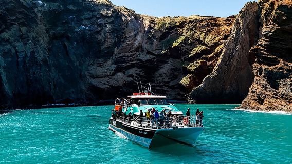 Black Cat Cruises in Akaroa, Christchurch, New Zealand - Hotel Transfer & Lunch Included