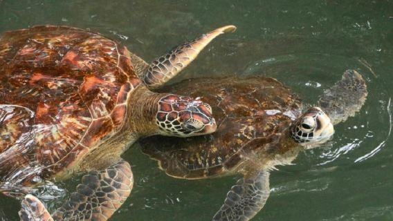 Enjoy Nungwi Mnarani Aquarium with its Turtles – Half-Day Tour