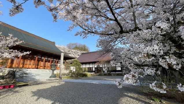 Tour de la tarde de los cerezos en flor con los monos de la nieve y Shibu Onsen