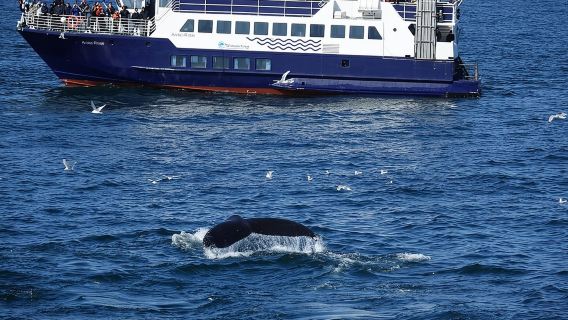 Whale Watching and Marine Life Tour in Reykjavik