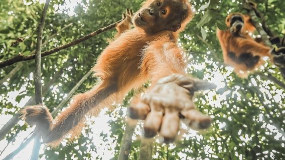ONE DAY JUNGLE TREKKING 6-7 hours (see orang utan) + RAFTING in BUKIT LAWANG