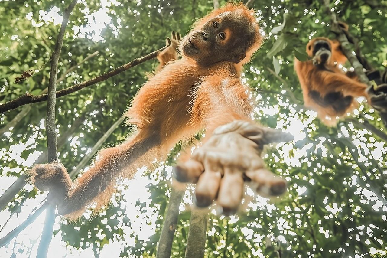 ONE DAY JUNGLE TREKKING 6-7 hours (see orang utan) + RAFTING in BUKIT LAWANG