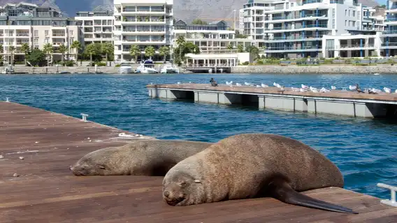 ทัวร์วันเดียว/ทัวร์หลายวัน เคปทาวน์ ประเทศแอฟริกาใต้ | ประภาคารเคป, หาดเพนกวิน และยอดเขาแชปแมน |รวมอาหารกลางวัน