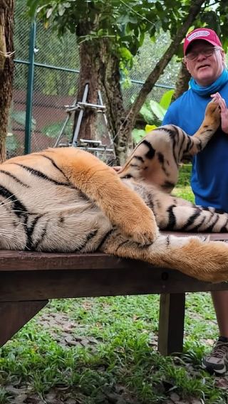8-hour private charter with Chinese/English-speaking driver | Patong + Tiger Kingdom + Old Phuket Town + Promthep Cape