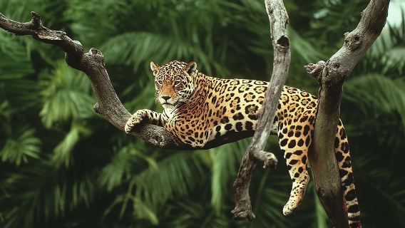 Tour a las Cataratas de San José La Paz, Costa Rica (Tour en Grupo/Reserva para 1 persona)