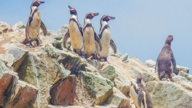 Full Day Paracas Ica and Huacachina from Lima All Included