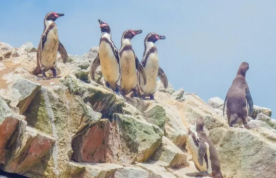 利馬出發全日帕拉卡斯、伊卡及瓦卡奇納之旅（全包）