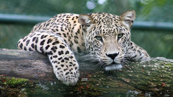 Tour de safari de día completo en Chobe