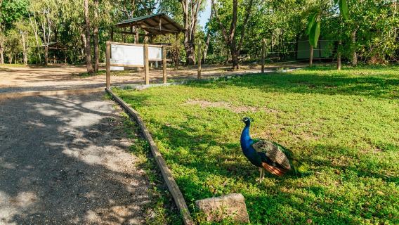 From Cairns: Chillagoe Caves and Outback Full-Day Tour