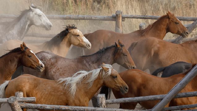 Jackson Hole: Reittour im Bridger-Teton National Forest