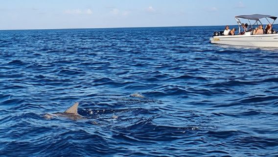 Tamarin: 海豚浮潛,CrystalRock,ile o Benitiers 午餐