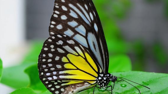 ปีนัง: ตั๋วเข้าชมทั่วไป Entopia