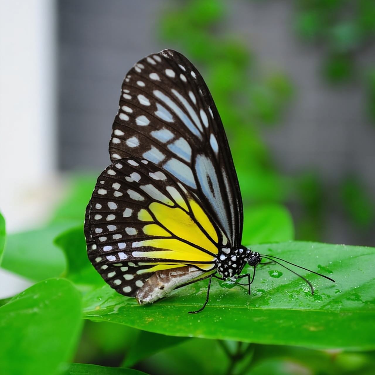 Пенанг: общие входные билеты в Entopia