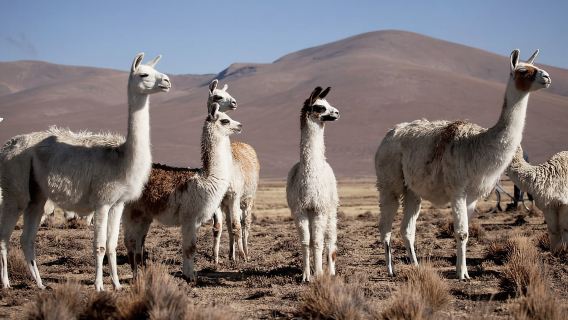 Traslado de Puno a Chivay
