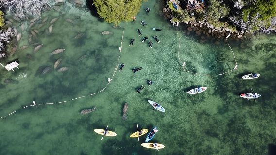 Crystal River: Kings Bay Manatee Watching Cruise
