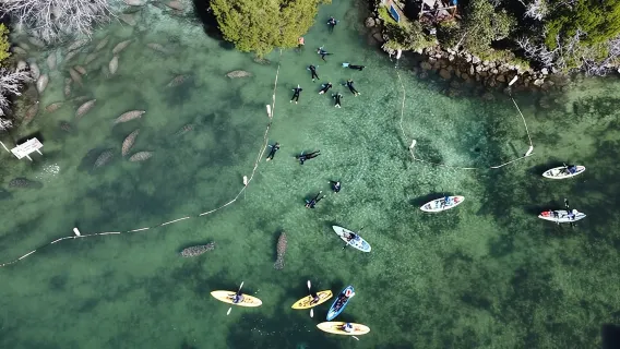 Crystal River: Passeio de Barco para Observação de Peixes-Boi em Kings Bay