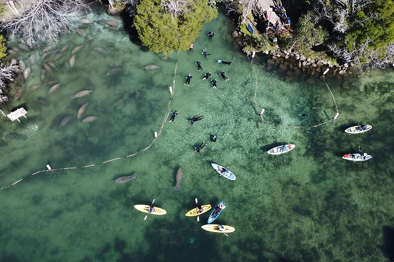 Crystal River: Kings Bay Manatee Watching Cruise