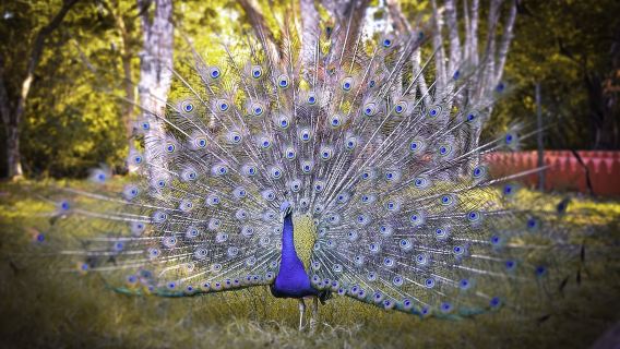 Zanzibar: memorabile tour dell'isola-prigione con tempo in spiaggia