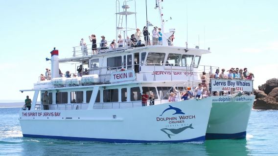 Crucero para avistar delfines/ballenas en la bahía de Jervis en Sídney [Salidas diarias/Confirmación rápida]
