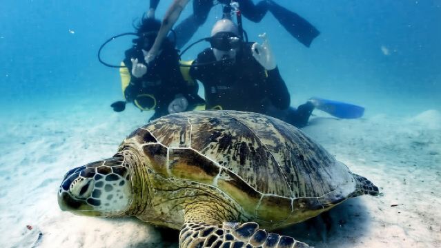 8-Hour Scuba Diving in Semporna, Malaysia [Scuba diving for certified divers to freely explore Semporna islands]