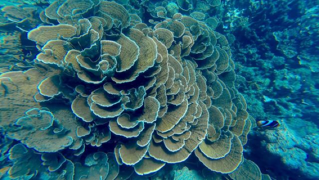 다르에스살람: MBUDYA 섬 스노클링 투어 및 해변 분위기