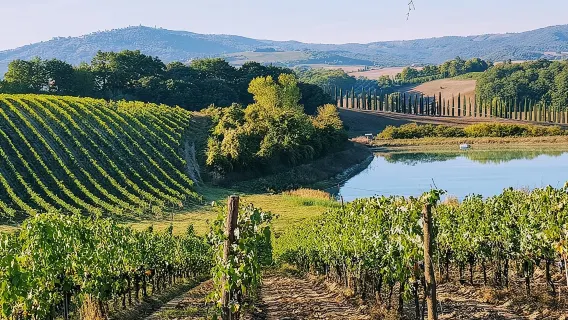 Chianti Wine Tastings Day Trip at Sunset from Florence 