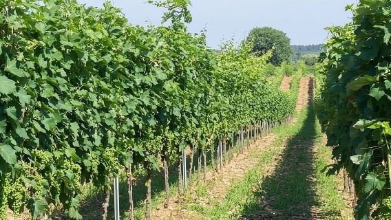 Wine tasting in Vieste