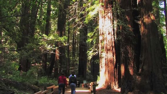 Muir Woods and Sausalito Morning Tour Small-Group Half Day