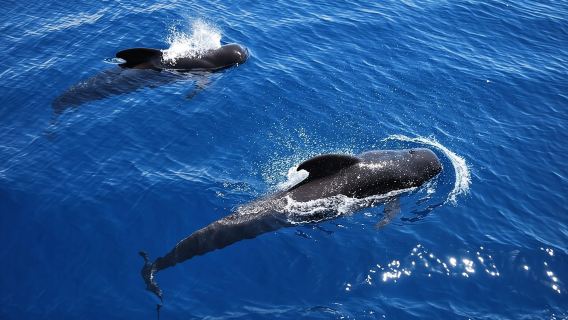 2h Viking Cruise Whales & Dolphins Watching