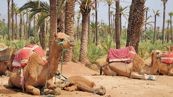 Camel ride in Marrakech Palm Grove