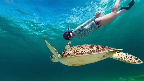 Experience diving and snorkeling in Bali, Indonesia for 1 hour [Blue Coral Reef Beach diving and Snorkeling (Including equipment Insurance, professional dive guide, lunch, pick-up and drop-off)