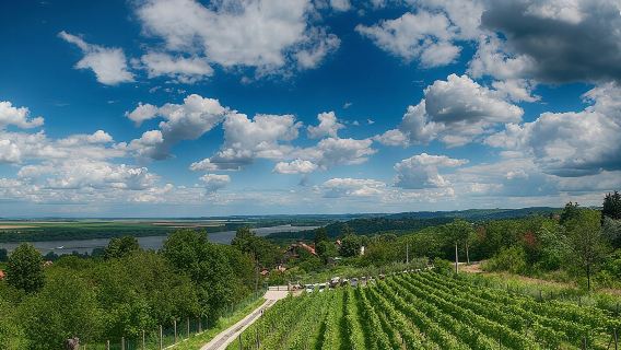 Mencicipi anggur alami dengan pemandangan yang indah.