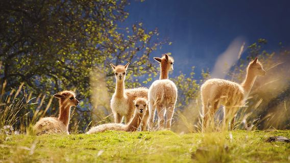Nami Island X Chuncheon Samaksan Lake cable car X Alpaca World
