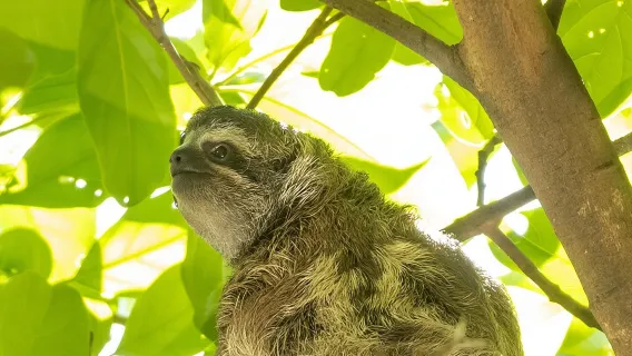 Passeio a pé pela natureza em San José: Bichos-preguiça, pássaros e árvores