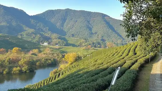 Eatwith ช่วงเวลาแห่งการแบ่งปัน - หางโจว - เดินเบาๆ ชมไร่ชาและค้นพบความลับของอ่างเก็บน้ำอุดมออกซิเจน