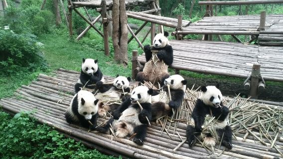 Tour giornaliero a metà giornata alla base dei panda di Chengdu, incontro veloce con i morbidi batuffoli