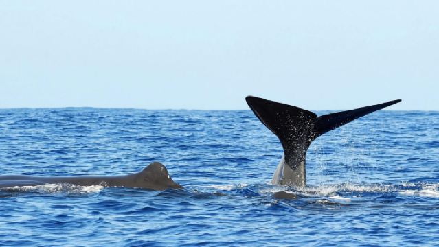 斯里蘭卡亭可馬里賞鯨豚體驗