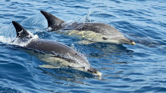 Lisbon: Dolphin Watching with a Marine Biologist - Ocean Safari
