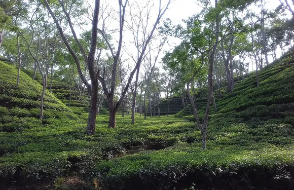 4 天 達卡 至 錫爾赫特 & 斯里曼加爾