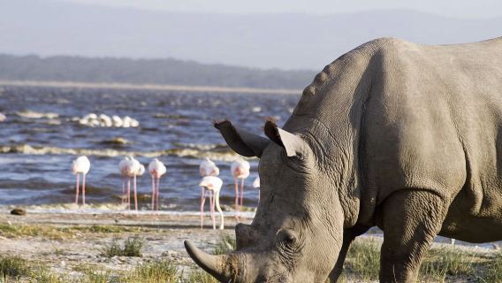 Nairobi, Kenya: Lake Nakuru and Lake Naivasha 1-day tour(Transfers Included/Minimum 2 People)