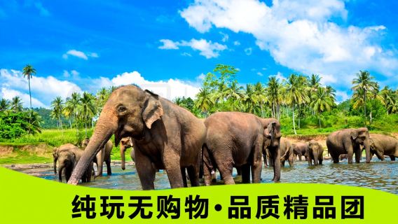 西雙版納野象谷+原始森林公園一日遊【專業導遊解說/匠心純玩】