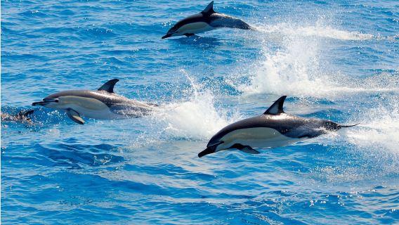 New Zealand South Island Christchurch Akaroa Black Cat Cruise Dolphin Watching (Family Trip + Encounter Rare Animals)