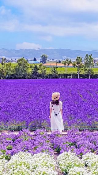 北海道美瑛富良野＆ファーム富田＆白金青い池＆滝／日本語・英語対応ドライバーガイド付きワンデーツアー