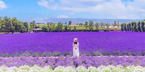 北海道美瑛富良野&富田農場&青池&瀑布/中英文司導一日遊