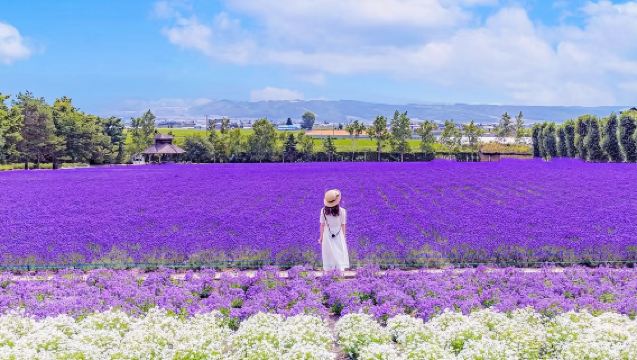 Lawatan Sehari Hokkaido - Zoo Asahiyama & Air Terjun Shirahige & Kolam Biru & Ladang Tomita/Teres Bunian