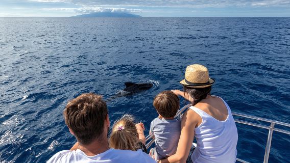 Whales & Dolphins watching in exclusive sailboat
