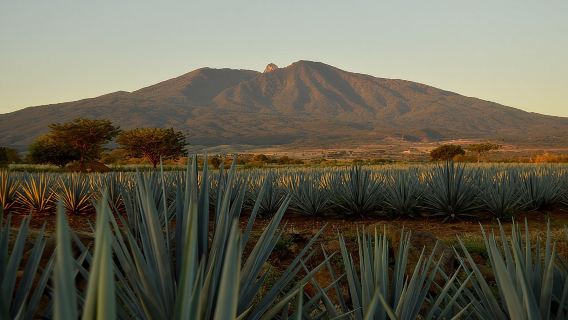 Excursión de día completo a las tequilas desde Guadalajara